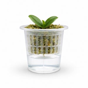 May include: A small, clear plastic net pot containing a young green plant with two leaves, nestled in brown sphagnum moss. The pot features vertical slits for drainage and is partially filled with water at the base, supporting the plant's growth.