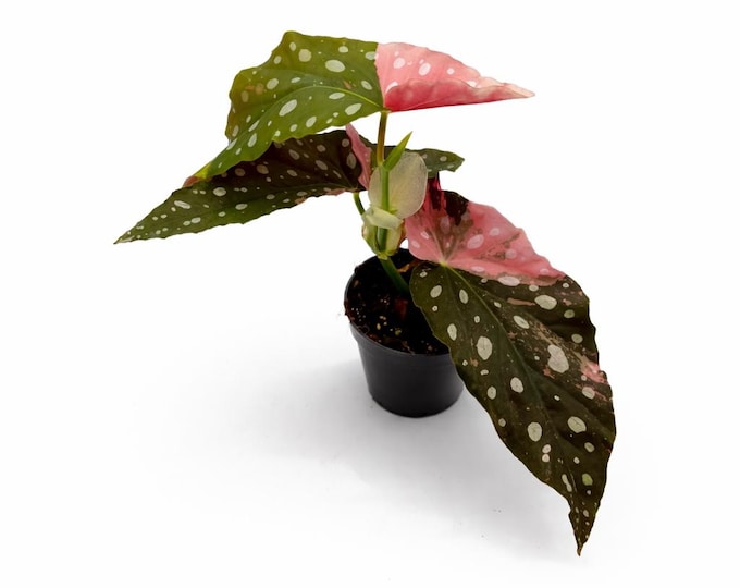 Begonia Maculata Pink Variegata | 27 cm incl. Topf | Exklusiv | Exakte Pflanze Nr. 2