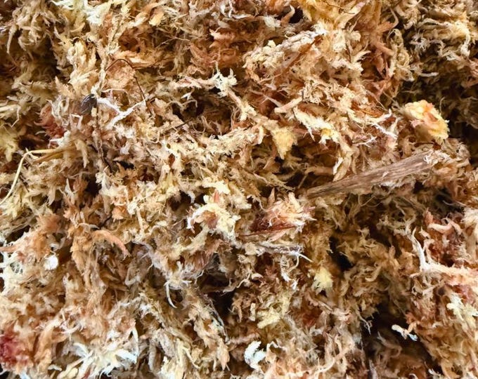 Gebrauchsfertige Sphagnum-Moosfaser | Steriles Sphagnum-Moos (3 L)