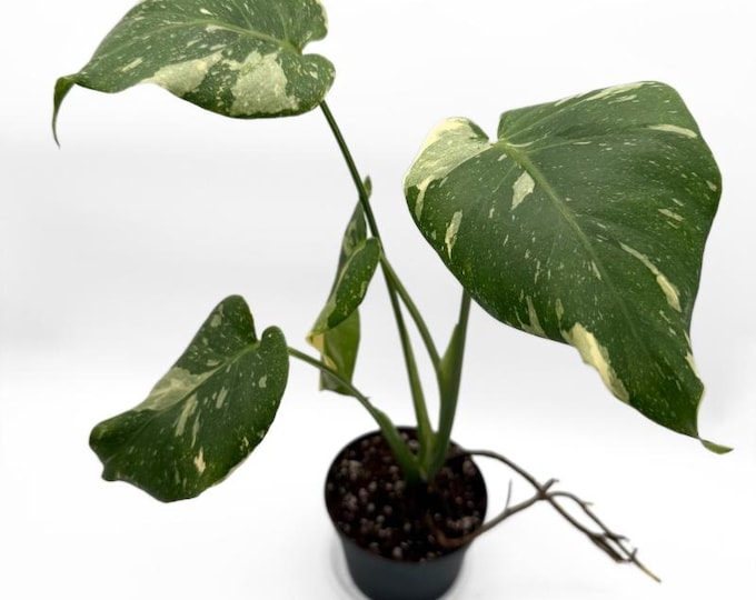 Monstera Thai Constellation 38 CM - EXACT PLANT - 7 | Thai con monstera variegata tropical plants