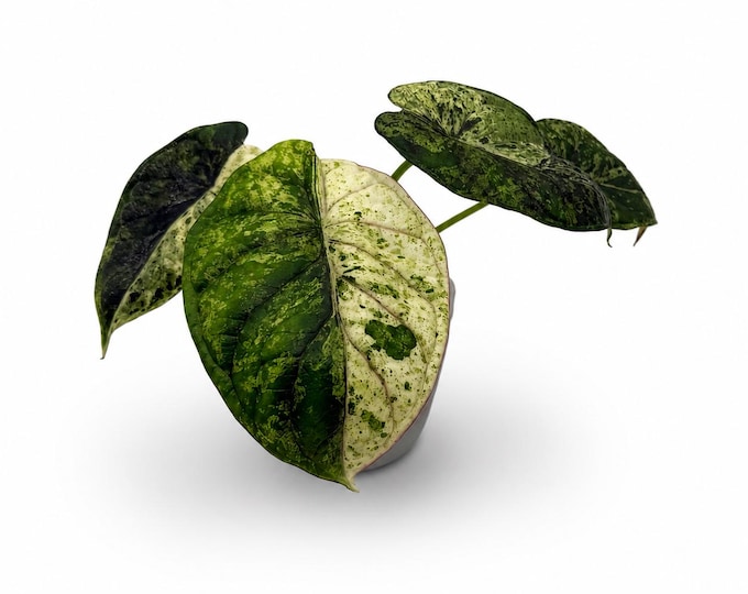 Alocasia Dragon Scale Mint | EXAKTE PFLANZE | 17 cm inkl. Topf | Nr. 2