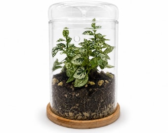 Glass Terrarium with Bamboo Base | Modern Mini Greenhouse, 17cm Height, 3 Ventilation Holes