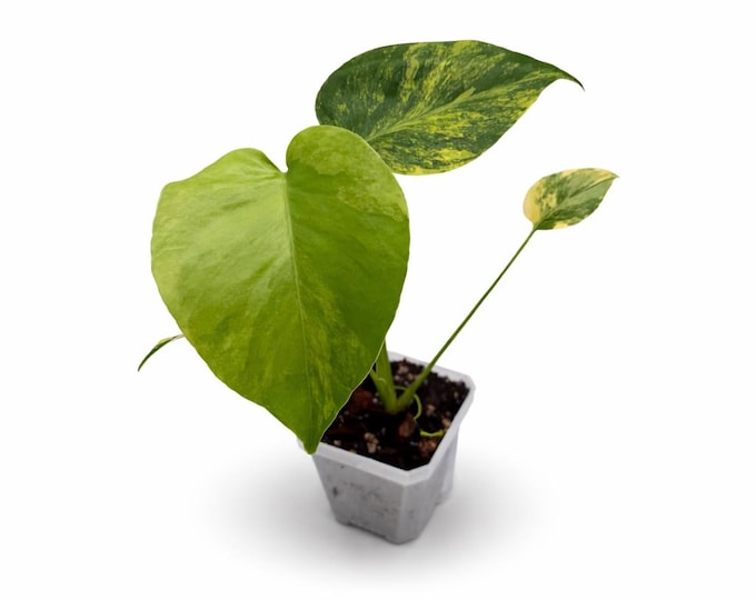 Monstera deliciosa Aurea Variegata ‘Yellow Marilyn’ | Exakte Pflanze | 27 cm inkl. Topf | Nr. 4
