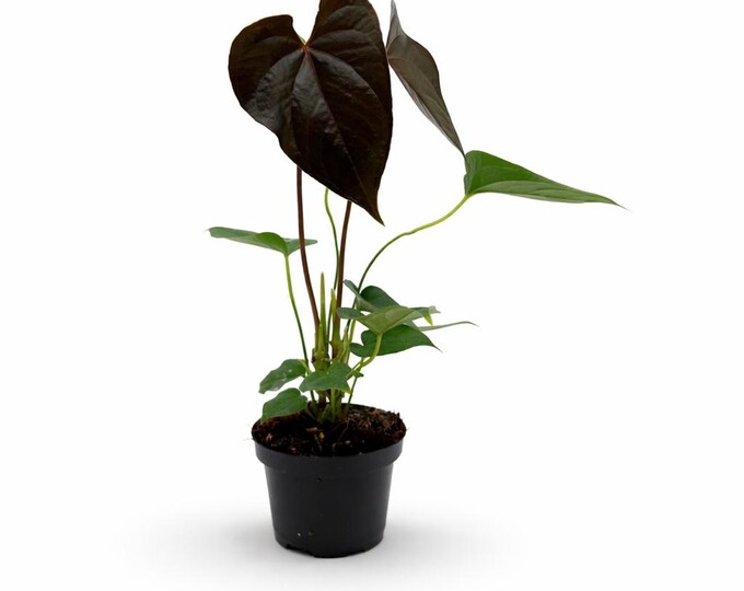 Anthurium Red Beauty | EXAKTE PFLANZE | 32 cm inkl. Topf | Nr. 1