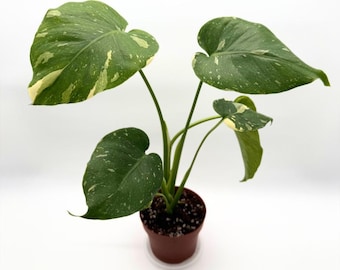 Monstera Thai Constellation 45 CM - EXACT PLANT - 2 | Monstera Variegata