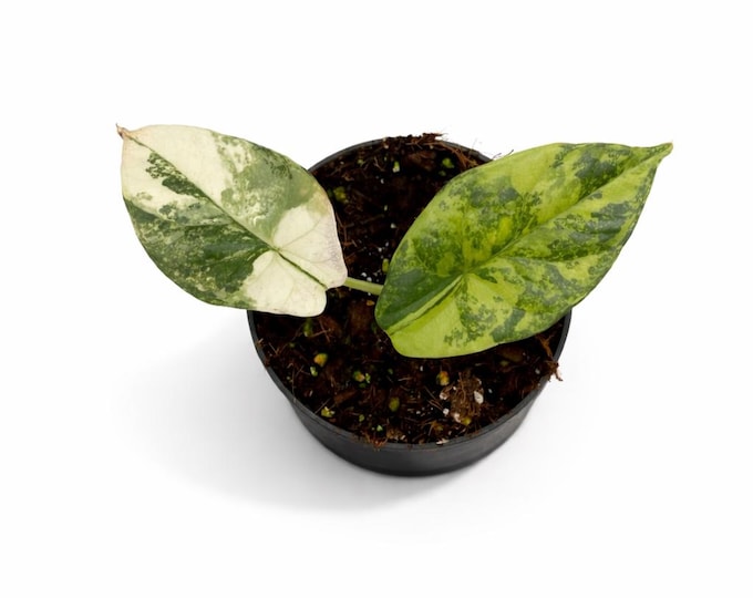 Alocasia Sinuata Variegata | EXAKTE PFLANZE | 14 cm inkl. Topf | Nr. 3