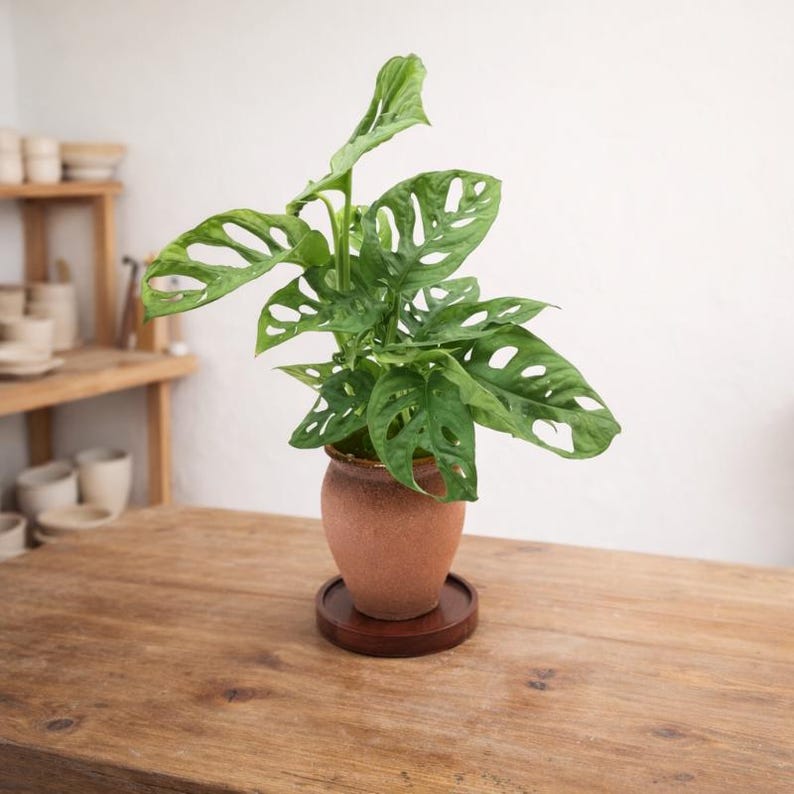 Keramik-Pflanzentopf mit Drainageloch & Akazienholz-Untersetzer | robuster Blumentopf vintage rustikal | für Kakteen und Sukkulenten image 10