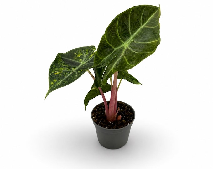 Alocasia Pink Dragon Nairobi Nights Variegata | 15 cm inkl. Topf | Exakte Pflanze | Nr. 3