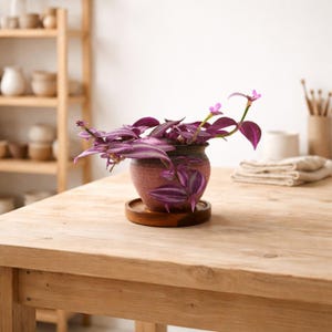 Keramik-Pflanzentopf mit Drainageloch & Akazienholz-Untersetzer | robuster Blumentopf vintage rustikal | für Kakteen und Sukkulenten image 7