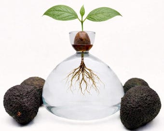 Avocado Vase - Stilvolle Avocado Planter & Dekoratives Anzuchtglas für Keimung und Zucht von Avocadopflanzen