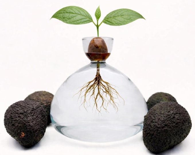 Avocado Vase - Stilvolle Avocado Planter & Dekoratives Anzuchtglas für Keimung und Zucht von Avocadopflanzen