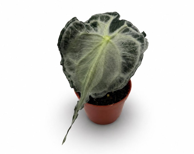 Alocasia “Venom” | 17 cm inkl. Topf | Exakte Pflanzen | Verschiedene Varianten