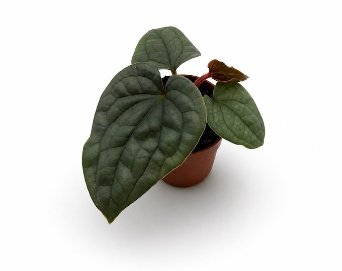 Anthurium Luxurians | EXAKTE PFLANZEN | 10 cm inkl. Topf | Verschiedene Varianten