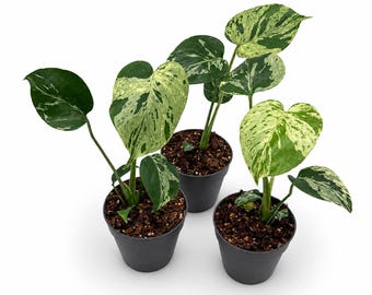 Op de afbeelding: Drie Monstera-planten in pot met bonte hartvormige bladeren met patronen van donkergroen en crèmewit. Elke plant staat in een eenvoudige donkergrijze plastic pot gevuld met donkerbruine potgrond en organisch materiaal.