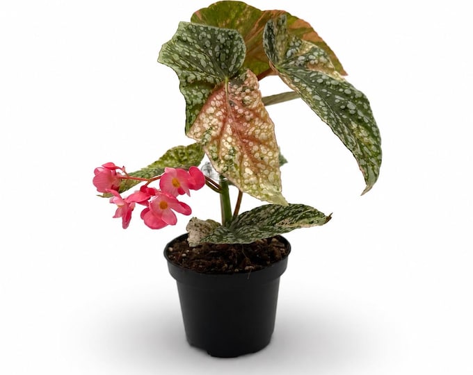 Begonia Snowcap Pink Variegata | 25 cm incl. Topf | Verschiedene Varianten