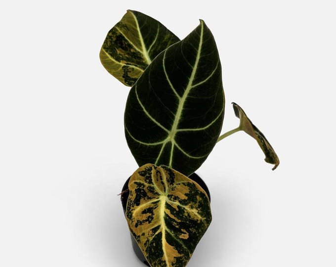 Alocasia Black Velvet Gold Variegata | EXAKTE PFLANZE | 18 cm inkl. Topf | Nr. 4