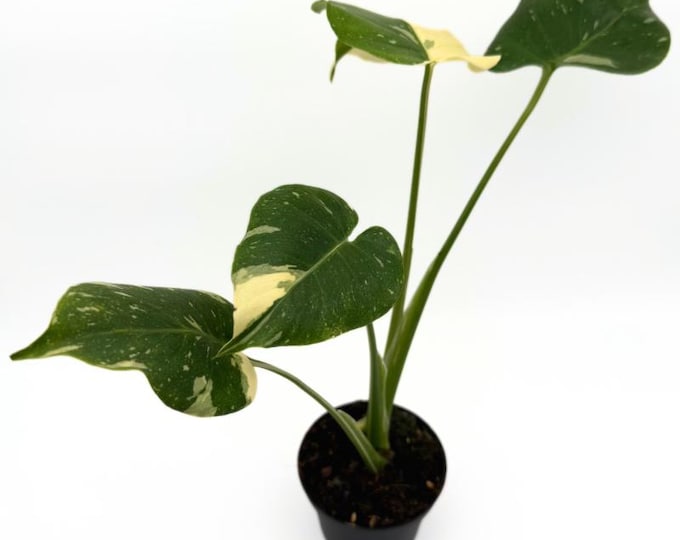 Monstera Thai Constellation 30 CM - EXACT PLANT - 3
