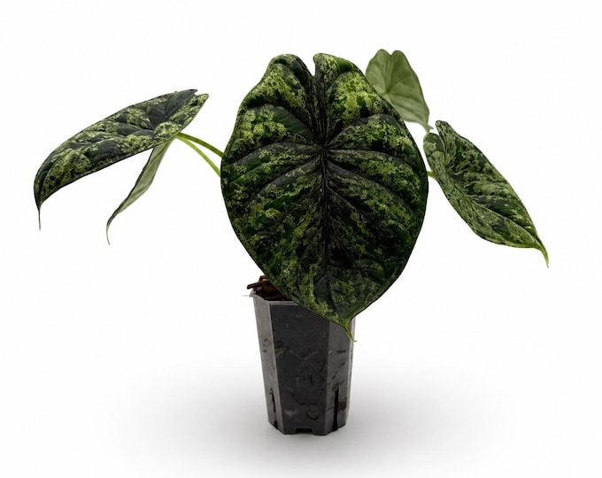 Alocasia Dragon Scale Mint | EXAKTE PFLANZE | 25 cm inkl. Topf | Nr. 5