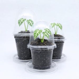May include: Three small potted plants with green and white veined leaves are displayed under clear plastic domes. The plants are in black soil inside clear plastic cups, each sitting on a clear plastic saucer. The background is white.