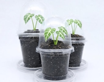 Anzuchttöpfe mit Deckel und Untersetzer | Keimset für Sämlinge & Alocasia Rhizome