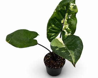 Alocasia Macrorrhiza Black Stem Variegata | EXAKTE PFLANZE | 34 cm inkl. Topf | Nr. 2