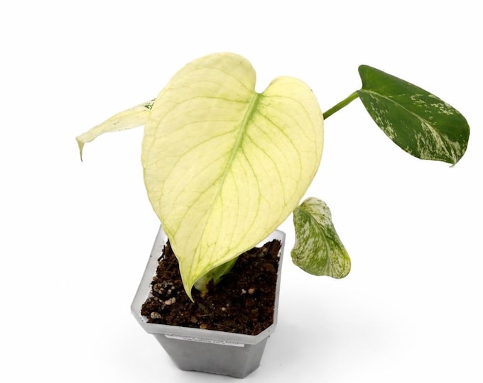 Monstera deliciosa ‘Mint Variegata’ | Exakte Pflanze | 19 cm inkl. Topf | Nr. 1
