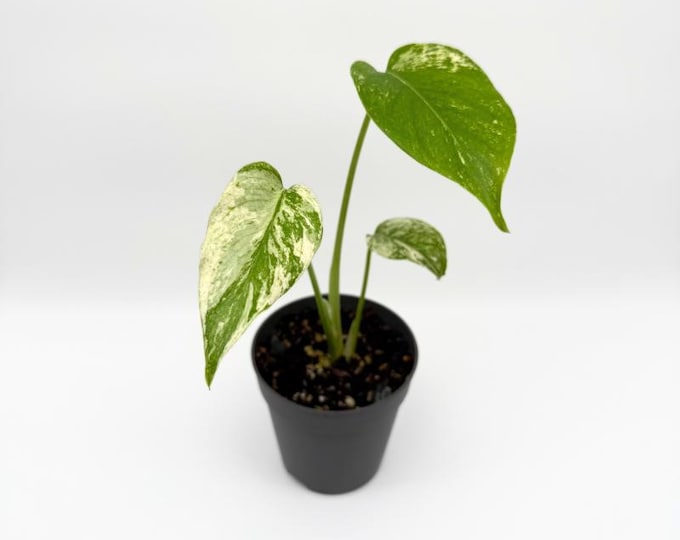 Monstera Deliciosa Mint Variegata Baby - Exact Plant - 3