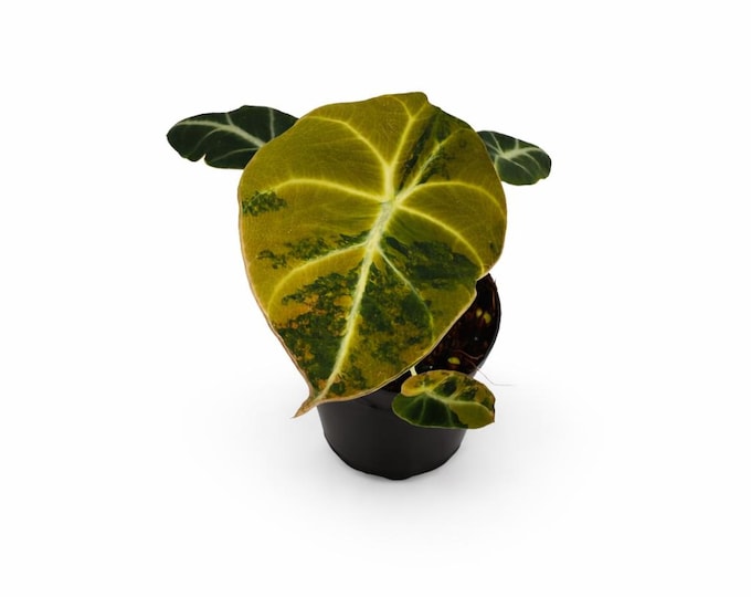 Alocasia Black Velvet Gold Variegata | EXAKTE PFLANZE | 14 cm inkl. Topf | Nr. 4
