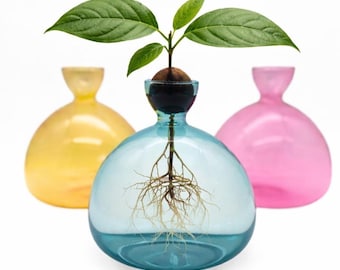 Avocado Seed Propagation Vase | Glass Avocado Pit Grower | Colorful Plant Vase | Kitchen Windowsill Decor