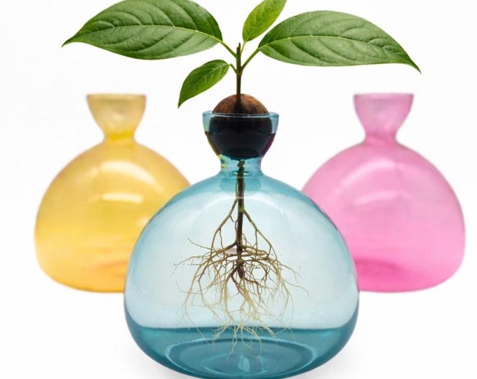 Avocado Seed Propagation Vase | Glass Avocado Pit Grower | Colorful Plant Vase | Kitchen Windowsill Decor