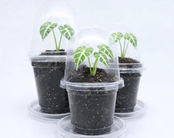 Animatie met Deckel en Untersetzer | Keimset für Sämlinge & Alocasia Rhizoom