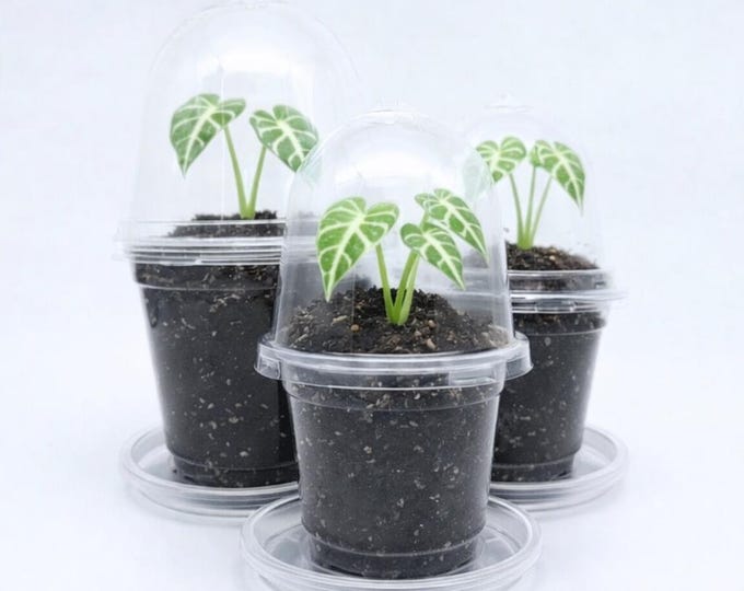 Anzuchttöpfe mit Deckel und Untersetzer | Keimset für Sämlinge & Alocasia Rhizome