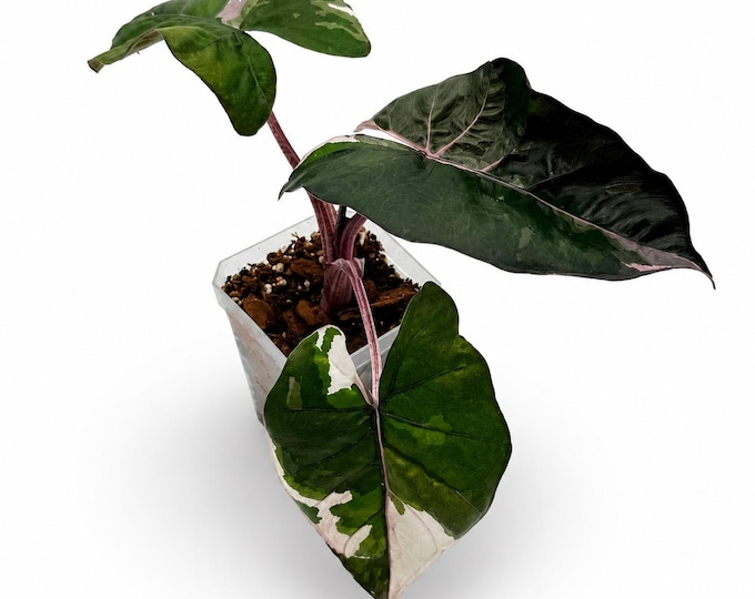 Alocasia “Yucatan Princess” Variegata | EXAKTE PFLANZE | 17 cm inkl. Topf | Nr. 1