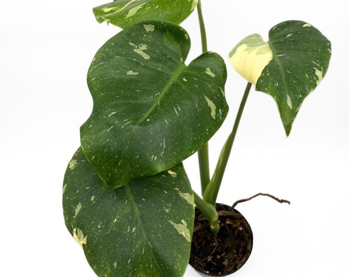 Monstera Thai Constellation 38 CM - EXACT PLANT - 5