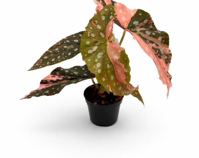 Begonia Maculata Pink Variegata | 30 cm incl. Topf | Exklusiv | Exakte Pflanze Nr. 6