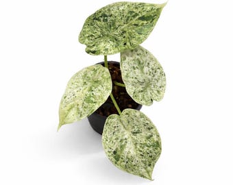 Alocasia Dragon Scale Mint Variegata | EXAKTE PFLANZE | 17 cm inkl. Topf | Nr. 3