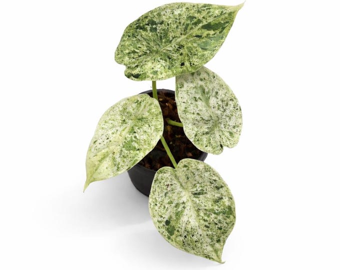 Alocasia Dragon Scale Mint Variegata | EXAKTE PFLANZE | 17 cm inkl. Topf | Nr. 3