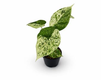 Alocasia Dragon Scale Mint Variegata | EXAKTE PFLANZE | 22 cm inkl. Topf | Nr. 6