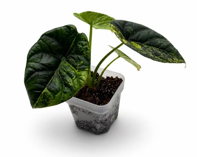 Alocasia Sinuata Variegata | Seltene Kreuzung | EXAKTE PFLANZE | 15 cm inkl. Topf | Nr. 1