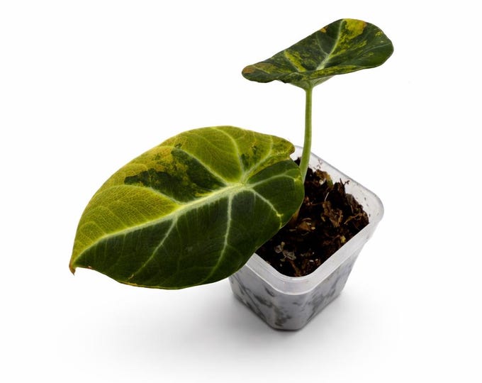 Alocasia Black Velvet Gold Variegata | EXAKTE PFLANZE | 10 cm inkl. Topf | Nr. 2
