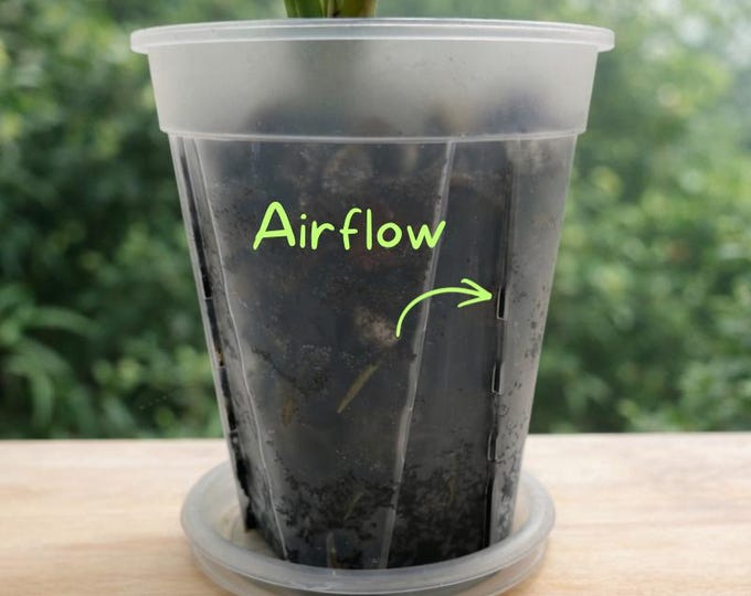 Aroid-Töpfe aus halbtransparentem Kunststoff mit Untersetzer