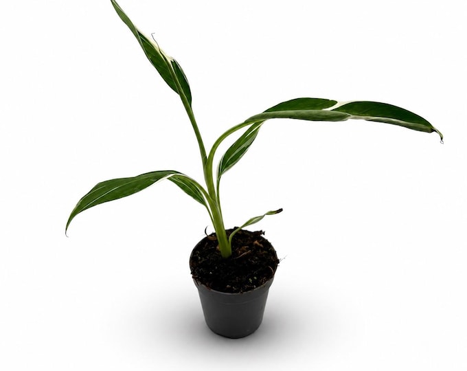 Musa Variegata (Bananenpflanze) | 36 cm inkl. Topf | Exakte Pflanzen | Verschiedene Varianten