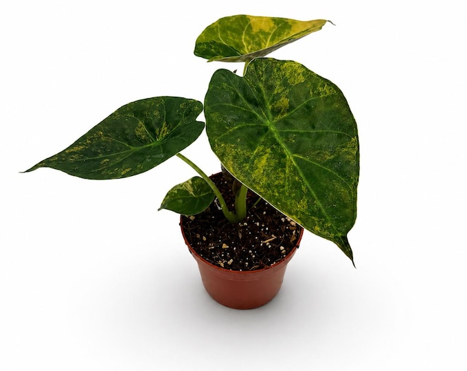 Alocasia Wentii Aurea Variegata | 24 cm inkl. Topf | Exakte Pflanze | Nr. 2