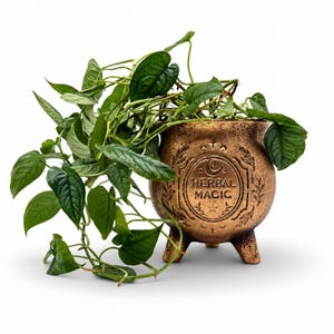 May include: A bronze-colored, three-legged cauldron planter featuring the embossed text HERBAL MAGIC, a crescent moon, and star motifs. A trailing green plant with textured, heart-shaped leaves spills over the sides of the round container.
