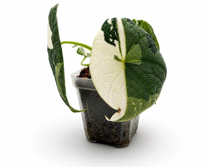 Alocasia Melo Albo Variegata | EXAKTE PFLANZE | 14 cm inkl. Topf | Nr. 2