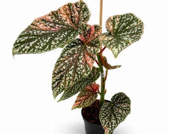 Begonia Snowcap Pink Variegata | 32 cm incl. Topf | EXAKTE PFLANZE | Nr. 5