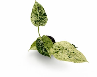 Alocasia Dragon Scale Mint Variegata | EXAKTE PFLANZE | 18 cm inkl. Topf | Nr. 4