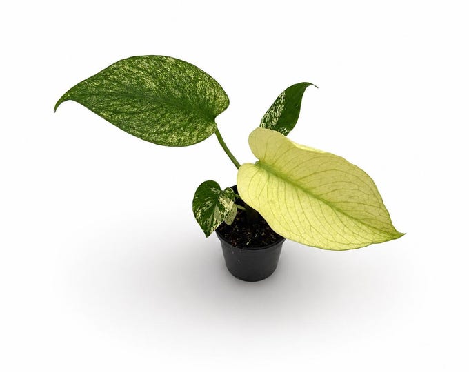 Monstera deliciosa ‘Mint Variegata’ | 22 cm inkl. Topf | Exakte Pflanzen | Verschiedene Varianten