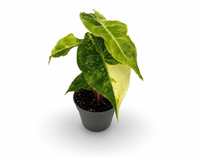 Alocasia Pink Dragon Nairobi Nights Variegata | 13 cm inkl. Topf | Exakte Pflanze | Nr. 2