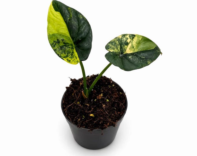 Alocasia Sinuata Variegata | EXAKTE PFLANZE | 19 cm inkl. Topf | Nr. 2